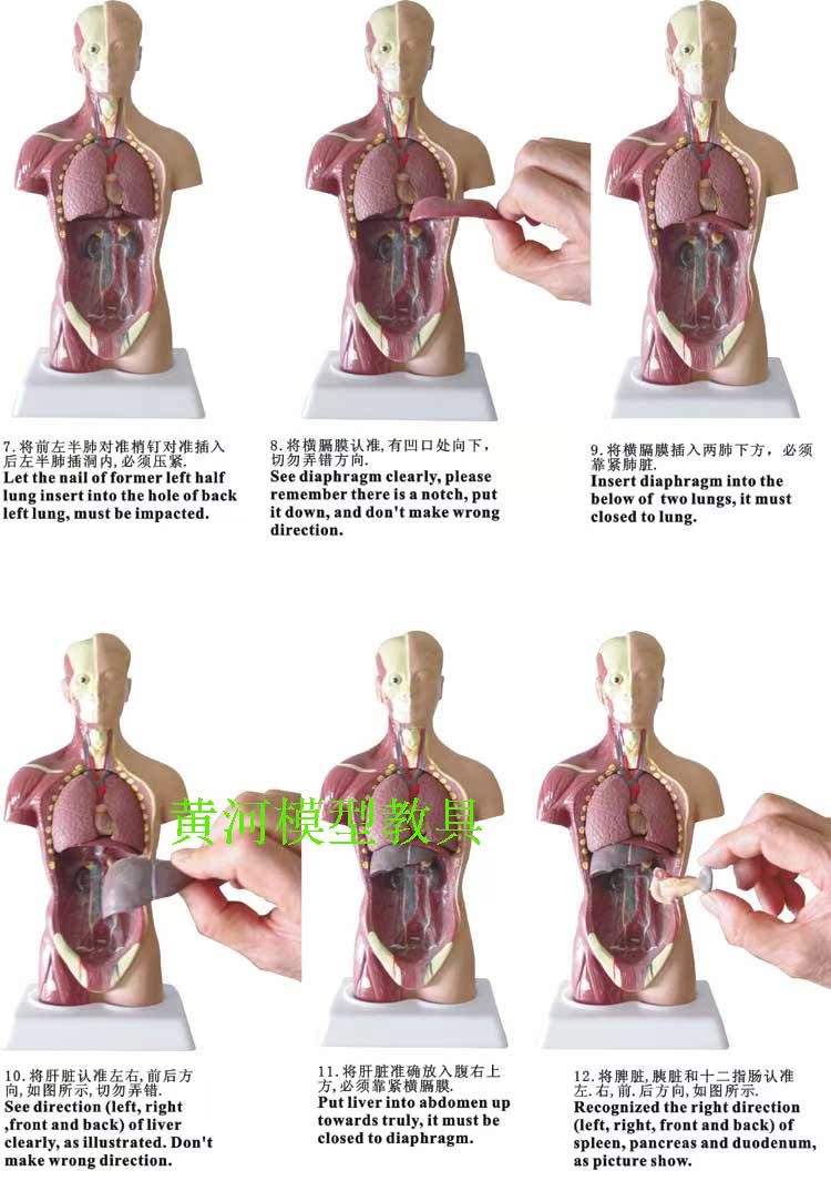 人体模型 28cm躯干 人体内脏解剖模型 医学教具骨骼 儿童益智玩具
