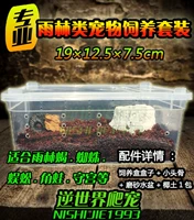 Костюм для перевозки Rainforest Pet Crawler Spider Box/Box Guarding Palace Scorpion 蜈 Horn лягушка черепаха Ящерица черепахи
