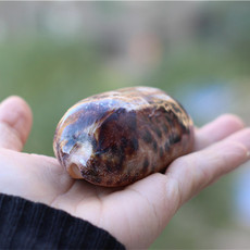 Морская раковина 热卖天然海螺贝壳丛云宝螺水族鱼缸造景家居装饰稀有收藏标本螺