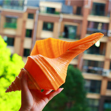 Морская раковина Бесплатная доставка натуральный супер