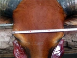 Образец образа шнура для бычьей шнур