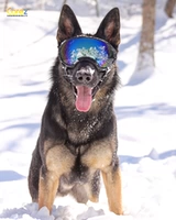 US rexspecs rex rex boy -mirror dog Outdoor Outdoor UV Sunglasses skiram