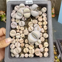 Шенши цветок маленький милый 11602