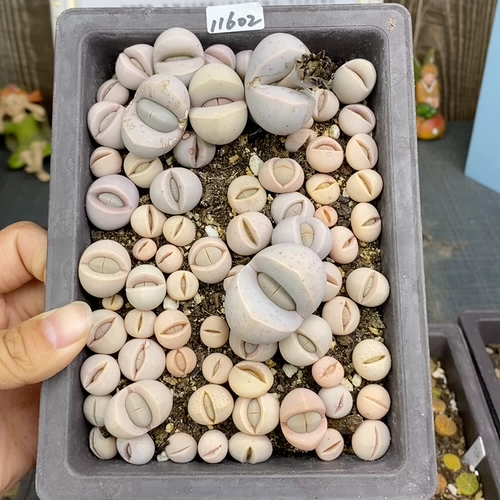 Шенши цветок маленький милый 11602