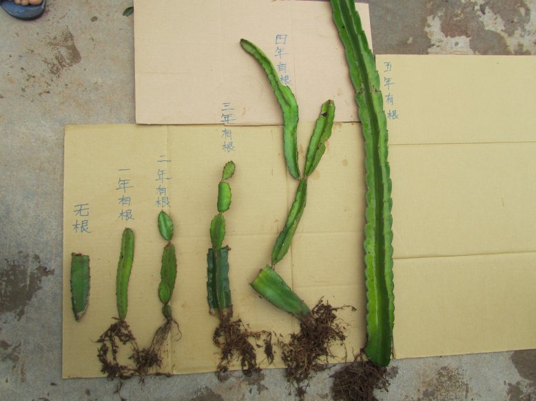 果树苗火龙果苗台湾红肉火龙果苗 火龙果苗有根粗壮可盆栽果树苗