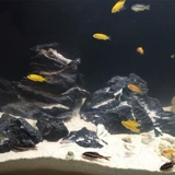 Филиппинский песчаный аквариум аквариум Танк озеленение три озера Цихлид нижний песок Коралл белый песок Песок 18,8 фунтов бесплатной доставки