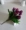 Kệ mới, vần tốt, mô phỏng, hoa tulip, hoa giả, hoa khô, hoa, hoa, 9 hoa tulip, hoa trang trí cao cấp - Hoa nhân tạo / Cây / Trái cây hoa hồng giả