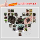 Керамическая шариковая подушечка, нижняя сетка, карманная чаша, дно, каменные частицы, посадка, засыпка здания для ванной комнаты, большой фильтр для частиц, полые частицы почвы