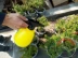 Bình xịt hoa phun khí nén kiểu bình xịt đuôi chai nhỏ tưới cao áp có thể phun dụng cụ làm vườn - Nguồn cung cấp vườn Nguồn cung cấp vườn