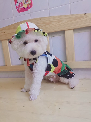 Платье-комбинация, летний ремень, шаблон, домашний питомец, делается под заказ