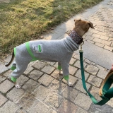 Магазин 14 лет, 13 размеров, более трех размеров домашних животных, борзая, уиппет, выкройка одежды для четвероногих, специальные рисунки одежды для собак добермана-пинчера.