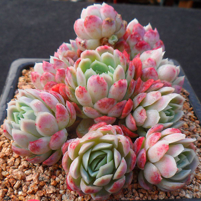 红粉台阁多肉植物新款稀有罕见贵货萌肉蓝粉办公室内超大花卉盆栽