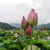 SF Бесплатная доставка теперь выбирает свежие лотосовые цветочные бутоны, цветы, цветочные букеты, цветочная вода для буддийских гидравлических растений