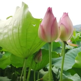 SF Бесплатная доставка теперь выбирает свежие лотосовые цветочные бутоны, цветы, цветочные букеты, цветочная вода для буддийских гидравлических растений