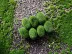 Trồng đá mô phỏng đá xanh đá mô phỏng rêu đá rêu hoa sắp xếp vật liệu đá rêu - Hoa nhân tạo / Cây / Trái cây Hoa nhân tạo / Cây / Trái cây
