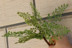Cỏ Ba Tư xanh mô phỏng thực vật cá vàng cỏ dương xỉ lá nhân tạo hoa nhân tạo hoa nhân tạo xanh trang trí kỹ thuật - Hoa nhân tạo / Cây / Trái cây cây hoa anh đào giả Hoa nhân tạo / Cây / Trái cây