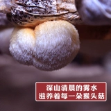 Треугольник Герчия Гриб 250 г сухую грибные грибные грибные грибные грибные ферма, производимые съедобной безрубной гладкой гладкой гютианской специальностью