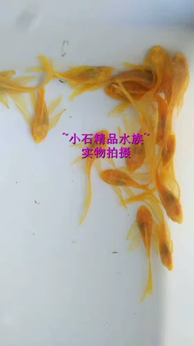 Xiaoshi Aquarius 24K Большие паруса, 24K борода, голубая борода, инопланетная рыба, рыба для инструментов, рыба для удаления водорослей