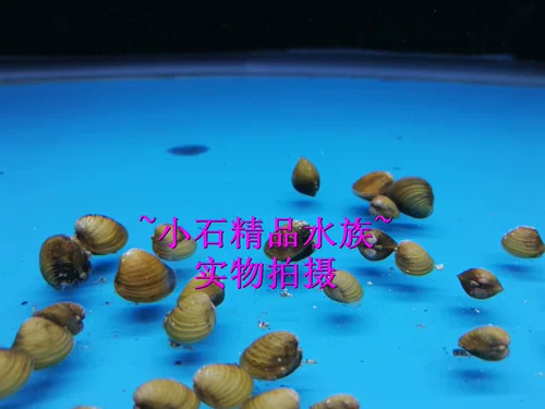 Xiyu Золотые циклы Xiaohe Gong River Live пресноводные дикие домашние животные