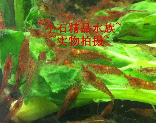 Сяоши Акьерус Сакура