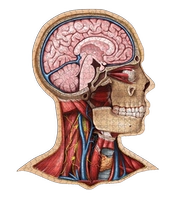 Человеческая голова/человеческая голова