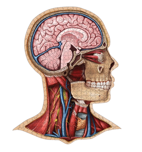Человеческая анатомия головоломка Джонс Хопкинс Университет Медицинский иллюстрация Художник рисует анатомию человека