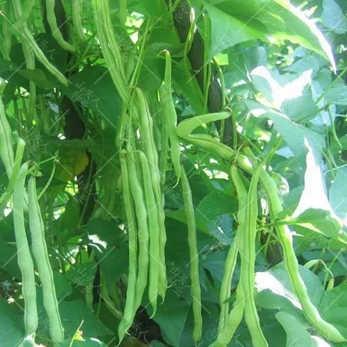 Семена Timpyvine Douque Four Seasons транслировать Kidminton Bean Corner Seeds Spring High -Yield Раннее приготовленное раннее на полке овощи семян