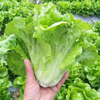 Упаковка, Италия, 5 грамм