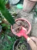 Dụng cụ làm vườn Dụng cụ trồng cây xẻng nhỏ Xẻng nhỏ gia đình ra hoa ban công chậu hoa - Nguồn cung cấp vườn vòi nước tưới cây Nguồn cung cấp vườn