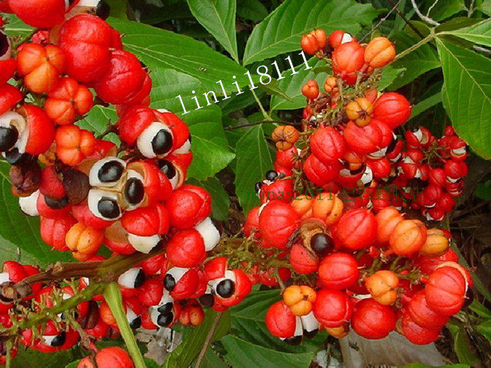 巴西mawe纯瓜拉那粉(瓜拉纳)guarana_7折现价98元