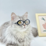 Забавные солнцезащитные очки, милая кукла, модный аксессуар, кошачий глаз, домашний питомец, кот