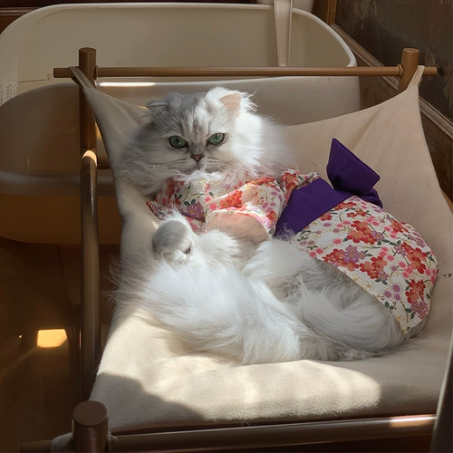 Домашние животные поставляют кошки маленькие собаки осенью и зимним японским стилем вишня цветут милый дом удобный дом и одежда, чтобы сфотографироваться