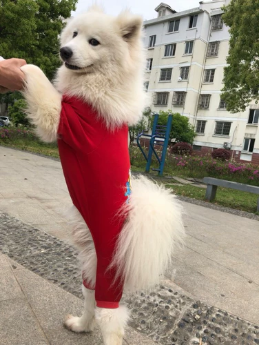 Домашняя одежда Золотая ратабрабрадама большая собачья одежда против волос весна весна осень и летняя тонкая одежда для четырех