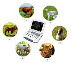 Другие основные диагностические приборы 宠物b超机 医用超声便携式黑白超兽用比超机动物高清