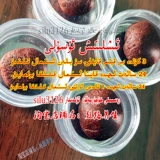 Zapa Imsak Emsak Arlar Borak Gohiri Hotan Tiwip Xipagar Men