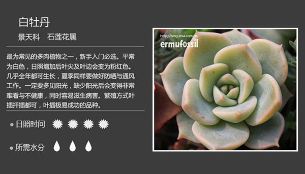 多肉植物批发 秋丽 中等苗3-5cm 盆栽绿植 办公室迷你植物防辐射图片