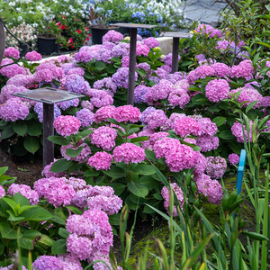 绣球花苗盆栽大花无尽夏绣球 10元淘宝优惠券