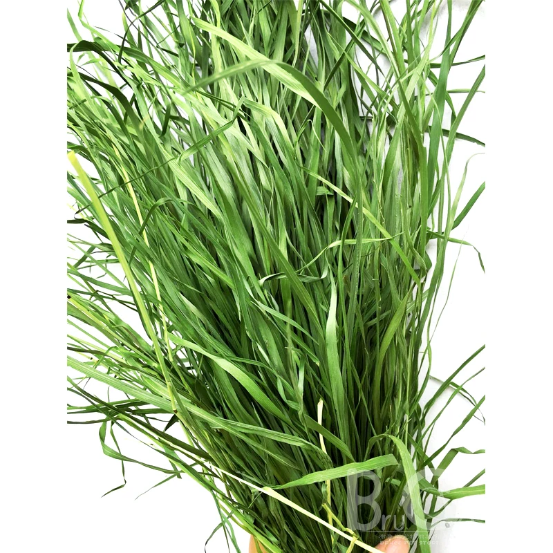 21 years of new drying Timori Grass Grass Grass Rabbit Grain Totoro Grain Products Dorch Dutch Pork Grass 500g Free Shipping
