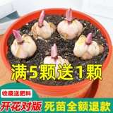 Парфюмная лилия, четыре сезона цветов, хорошие живые горшки, цветы растений, семена растений, сильный ароматный аромат