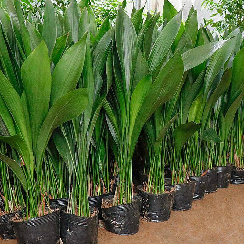 耐寒长叶兰绿植五颗