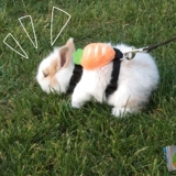 Четырех -летящий магазин девять цветных карликов кроличьей тяги супер маленькой анти -беззалушки для кролика Специальная одежда