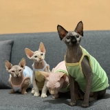 Летом кошачья одежда для кошачьей кошки, не пропустите первое первое выпускное недостаток!Конфеты -Королевая подвеска