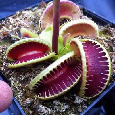 食人花吃虫植物盆栽捕蝇草猪笼草卧室驱蚊室内阳台绿植灭蚊虫神器