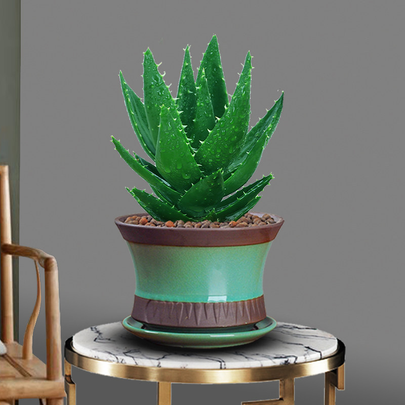 15CM Succulents Live Plant Perfoliata L. Aloe Liliaceae