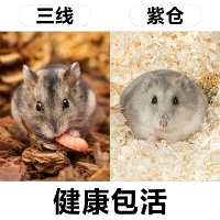 Три -линия+Zicang