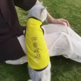 Кошачья одежда предотвращаю