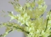 Hoa lan mô phỏng, hoa lan nhảy múa, hoa lan dendrobium, hoa lan mô phỏng, hoa cưới, hoa mô phỏng, hoa giả, hoa trang trí, hoa để bàn các loại lan giả hạc cây hoa giả để phòng khách Cây hoa trang trí