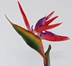cây trúc giả PU tay cảm nhận Bird of Paradise mô phỏng Strelitzia reginae tay cảm nhận sàn hoa hoa trang trí phòng khách hoa lụa đào đông giả cây hoa đào giả Cây hoa trang trí
