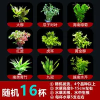 Случайная 16 стакана пакета воды и травы (отправьте тонущую чашку)