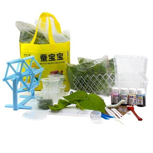 Щелковые пленки дети 1234 Студенты шелкористого червя, которые поднимают наборы шелкота из свежего шелковика Большого шелкористого шелкового изделия